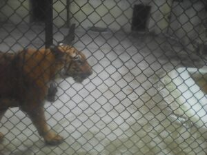 Alipore Zoo In Kolkata-The Biggest Zoological Garden In India 2021 -  