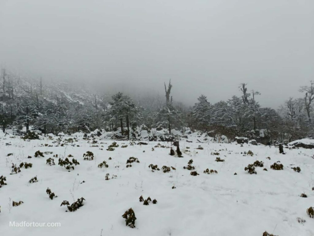 Yumthang Valley